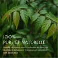 Feuilles de Ravintsara utilisées pour la fabrication d'huile essentielle